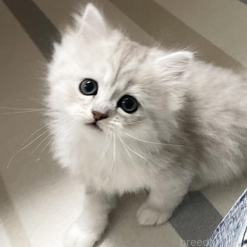 販売中の愛知県のミヌエット-134740の5枚目