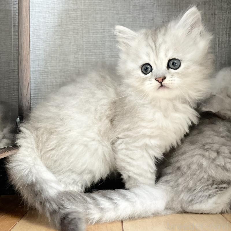 販売中の愛知県のミヌエット-134740の2枚目