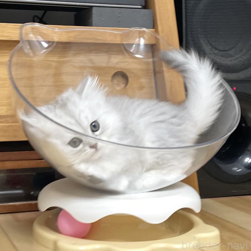 販売中の愛知県のミヌエット-134739の14枚目