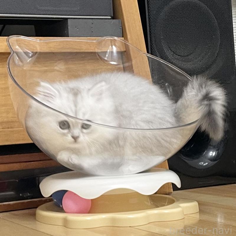 販売中の愛知県のミヌエット-134739の13枚目