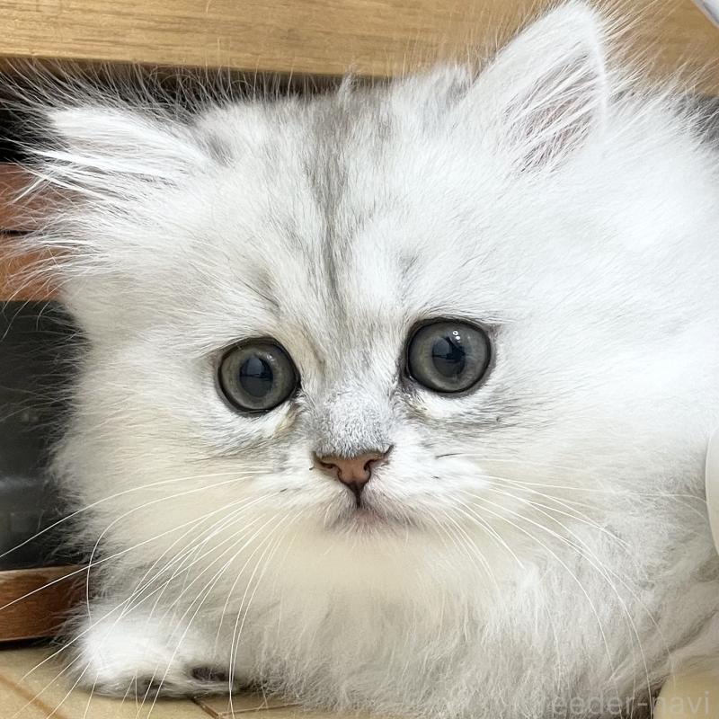 販売中の愛知県のミヌエット-134739