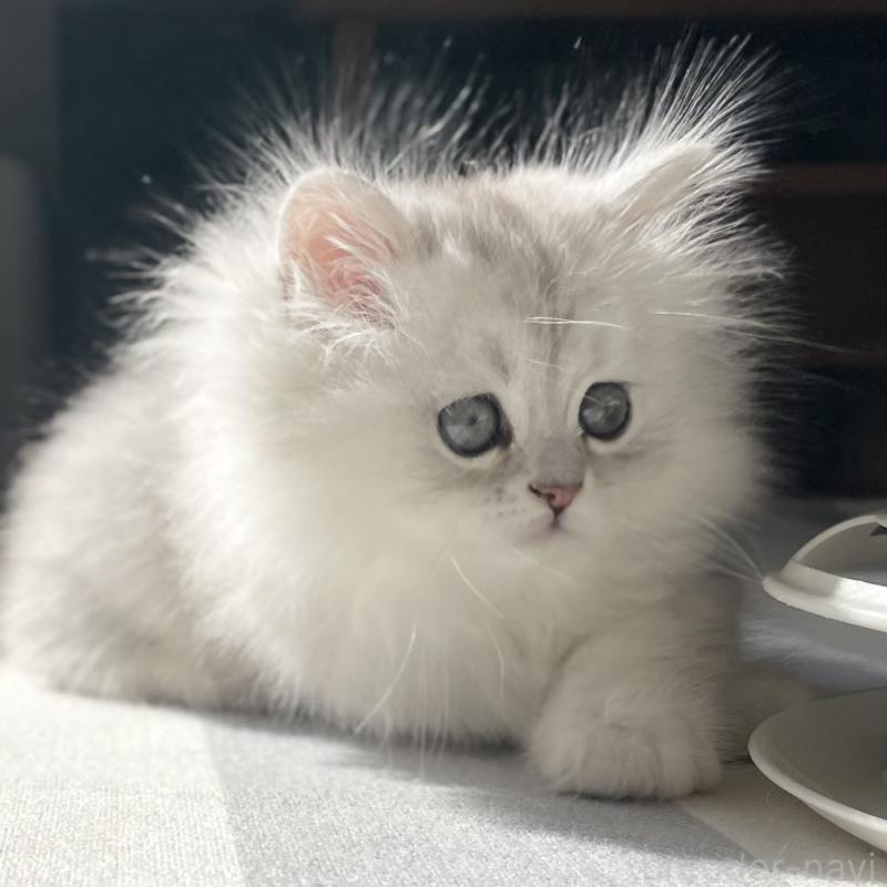 販売中の愛知県のミヌエット-134739の8枚目