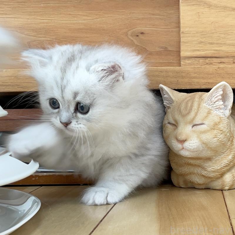 販売中の愛知県のミヌエット-134739の4枚目