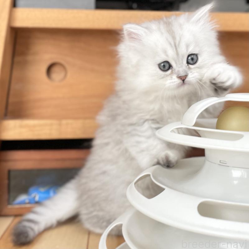 販売中の愛知県のミヌエット-134739の3枚目