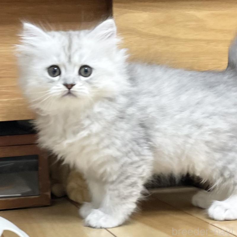 販売中の愛知県のミヌエット-134741の12枚目