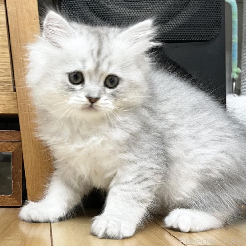 販売中の愛知県のミヌエット-134741の11枚目