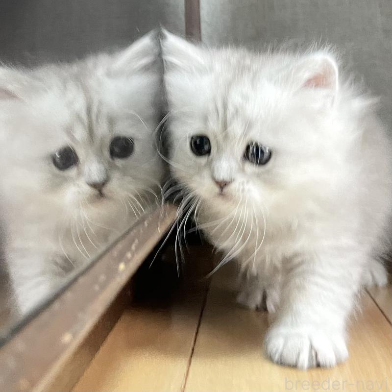 販売中の愛知県のミヌエット-134741の4枚目