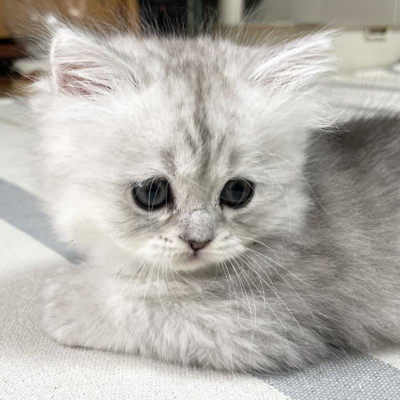 販売中の愛知県のミヌエット-134741の3枚目