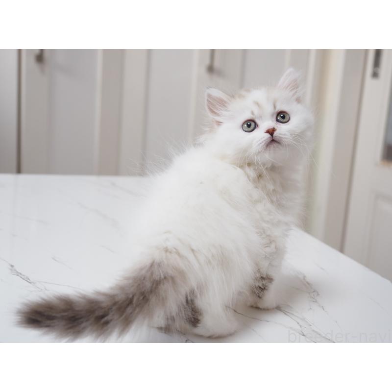 成約済の千葉県のスコティッシュストレート-136704の3枚目