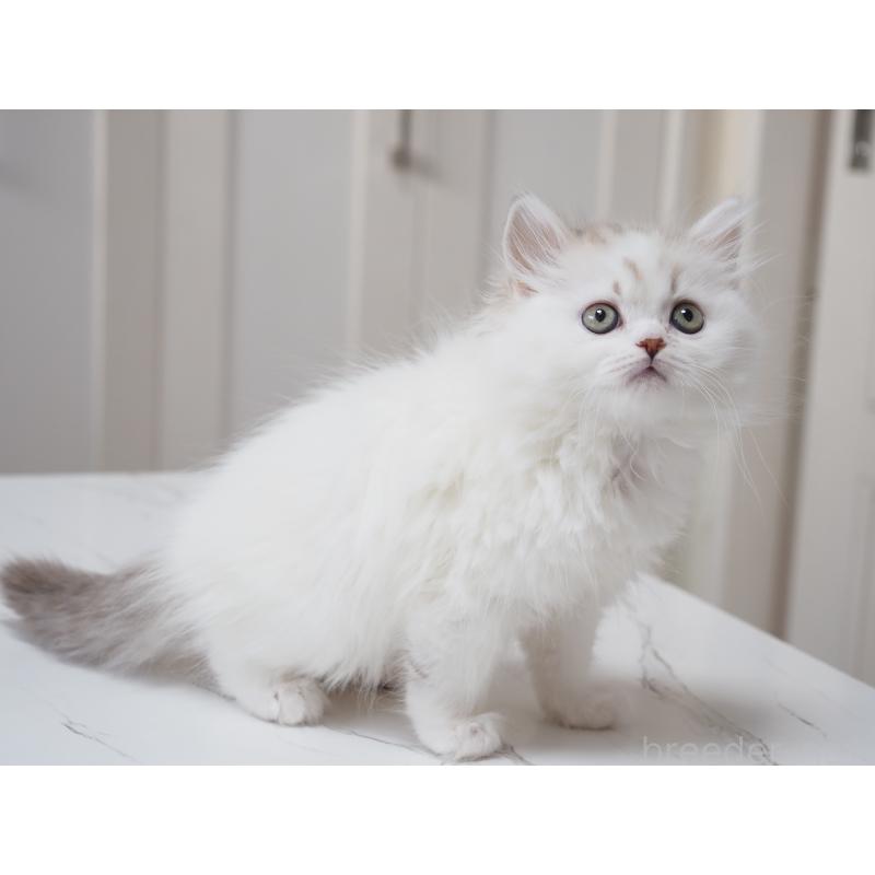 成約済の千葉県のスコティッシュストレート-136704の2枚目