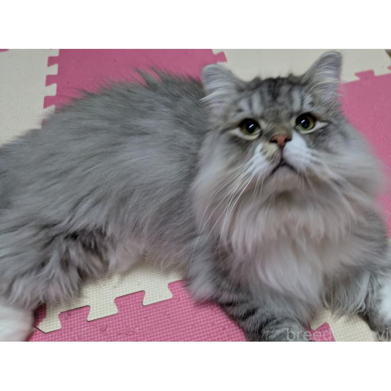 販売中の大阪府のミヌエット-121834の1枚目