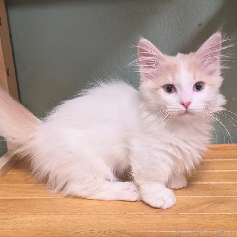 販売中の栃木県のマンチカン(短足)-133655の1枚目