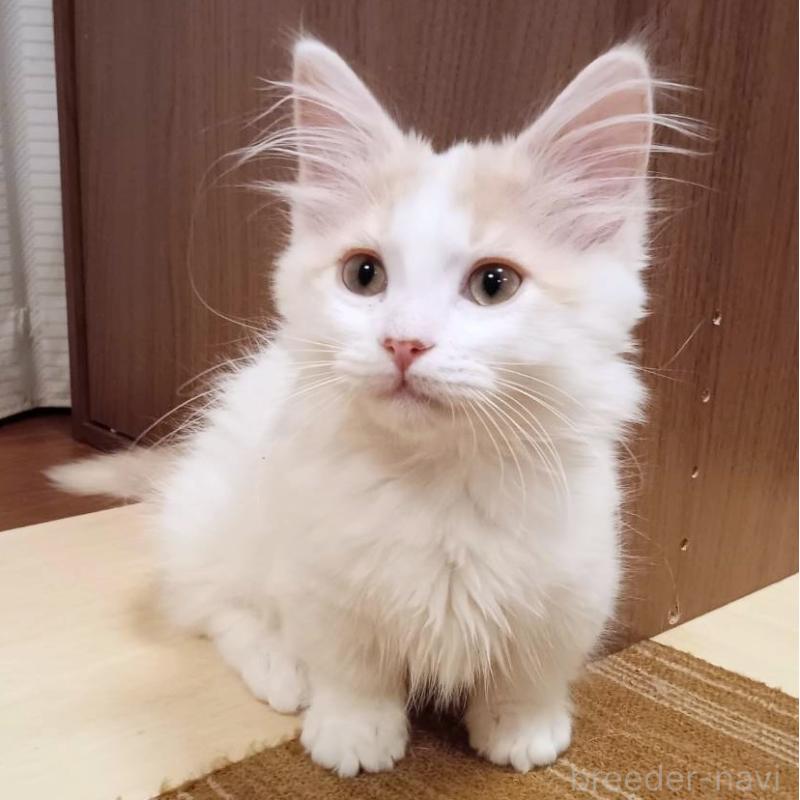 販売中の栃木県のマンチカン(短足)-133655の3枚目