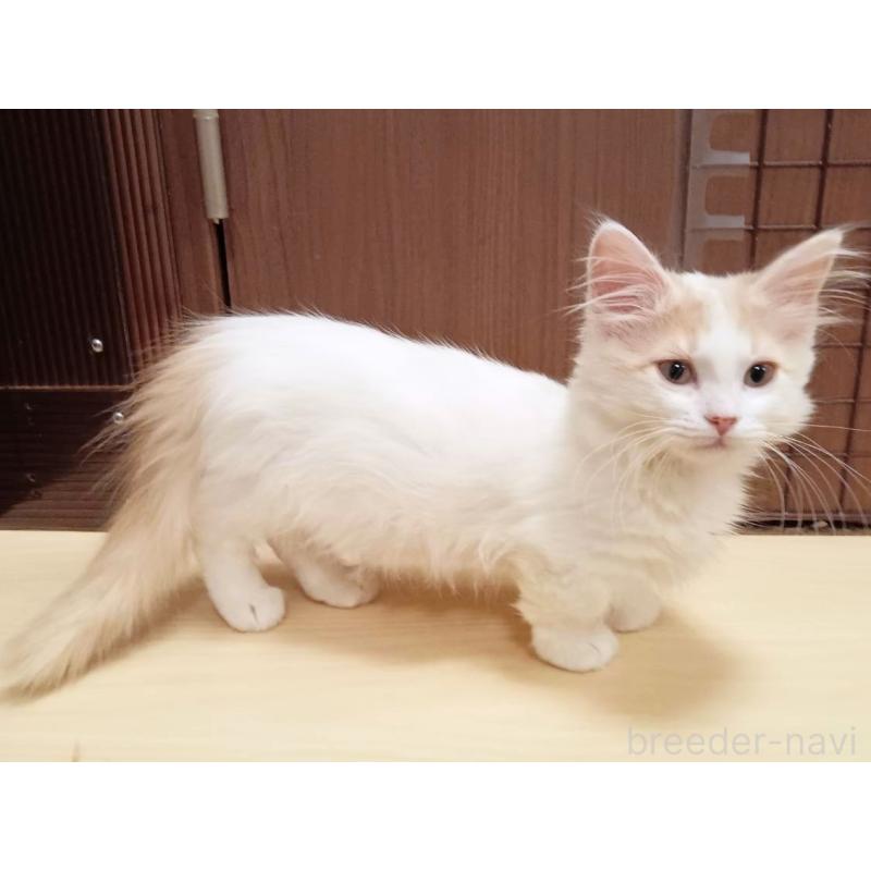 販売中の栃木県のマンチカン(短足)-133655の2枚目