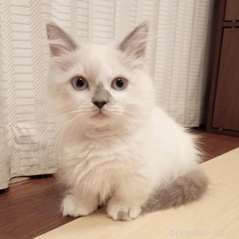 販売中の栃木県のマンチカン(短足)-133656の3枚目