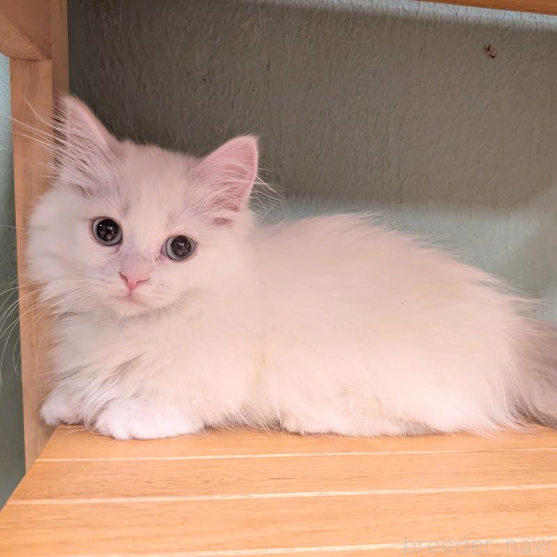 販売中の栃木県のマンチカン(短足)-137308の1枚目