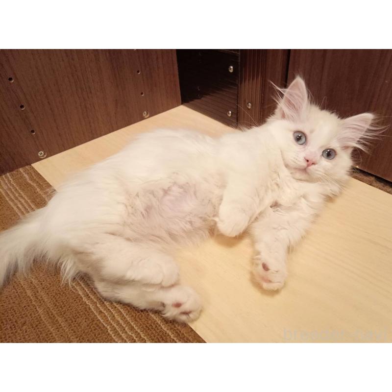 販売中の栃木県のマンチカン(短足)-137308の2枚目