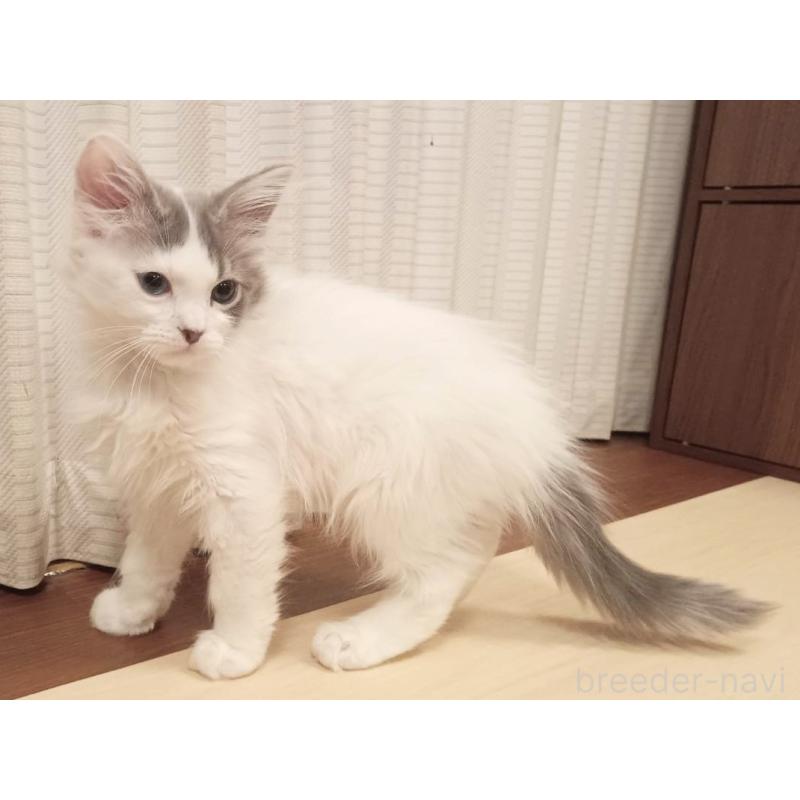 販売中の栃木県のマンチカン-133659の2枚目