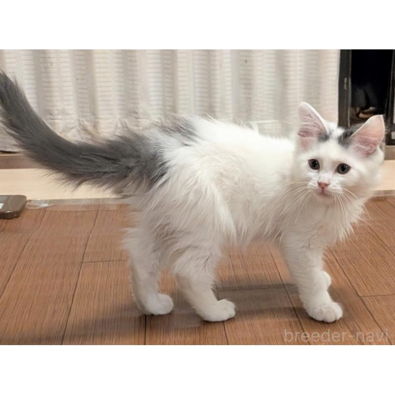 販売中の栃木県のマンチカン-133658の3枚目