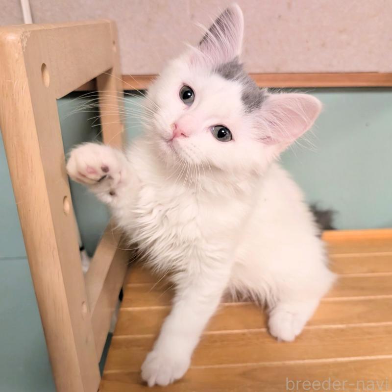 販売中の栃木県のマンチカン-133658の2枚目