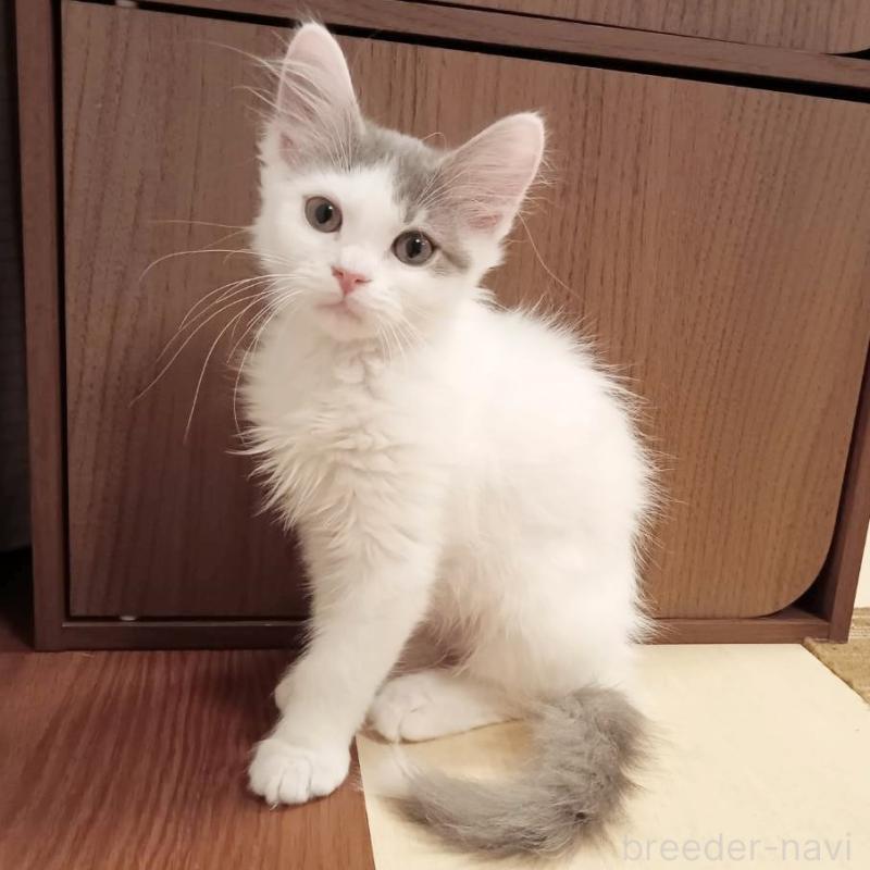 販売中の栃木県のマンチカン-133660