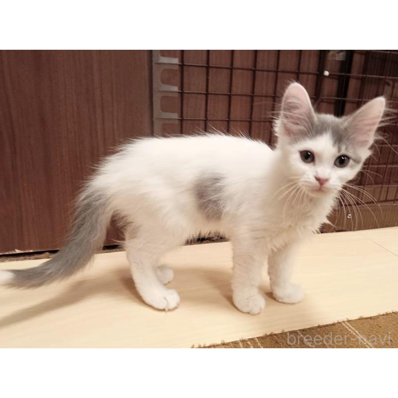 販売中の栃木県のマンチカン-133660の3枚目