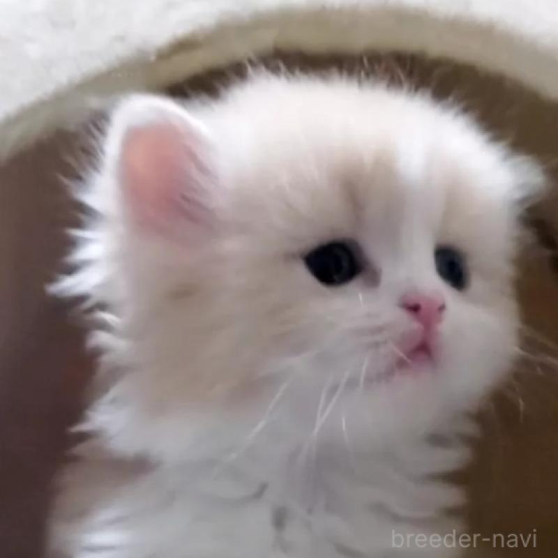 販売中の愛知県のスコティッシュフォールド-137265の5枚目