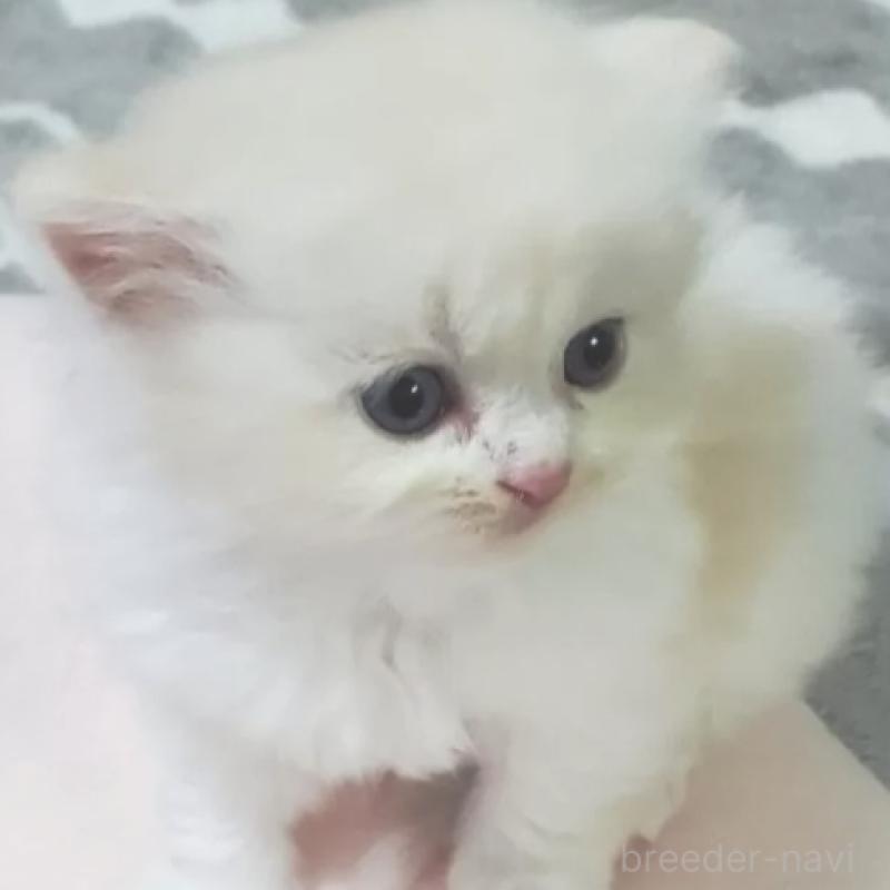 販売中の愛知県のスコティッシュフォールド-137265の4枚目