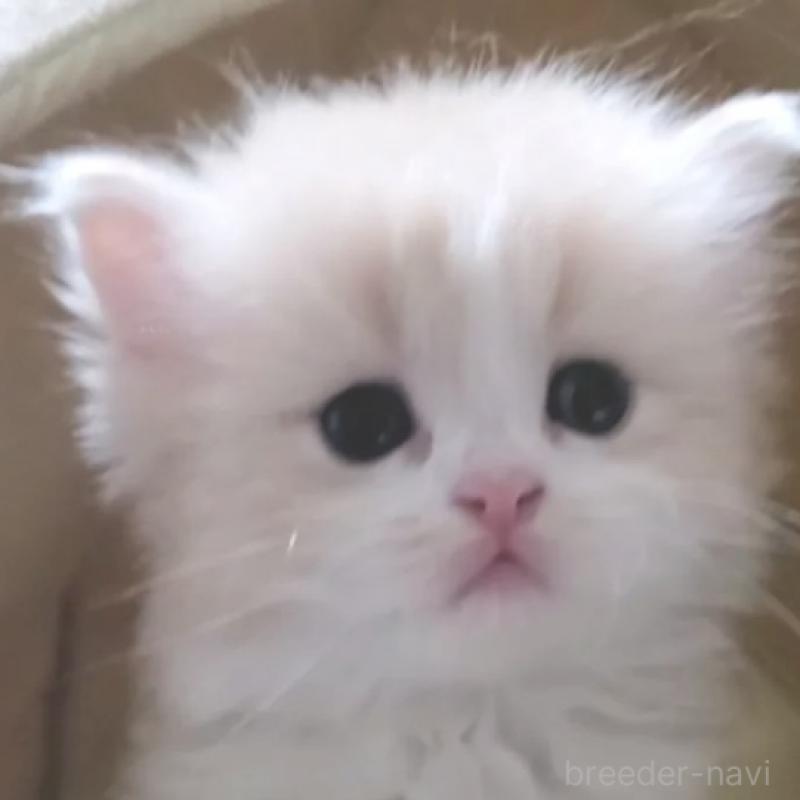 販売中の愛知県のスコティッシュフォールド-137265の3枚目