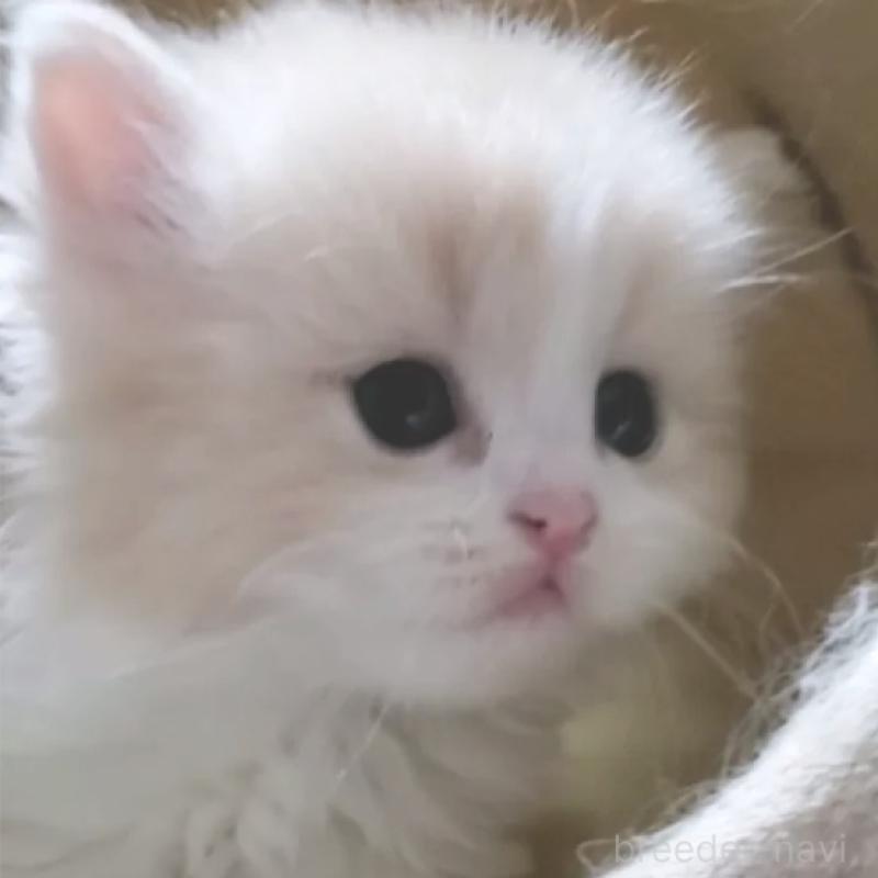 販売中の愛知県のスコティッシュフォールド-137265の2枚目