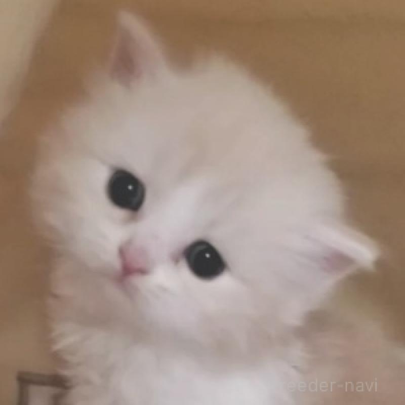 販売中の愛知県のスコティッシュフォールド-137266の5枚目