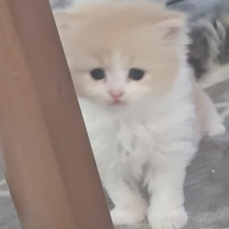 販売中の愛知県のスコティッシュフォールド-137266の4枚目