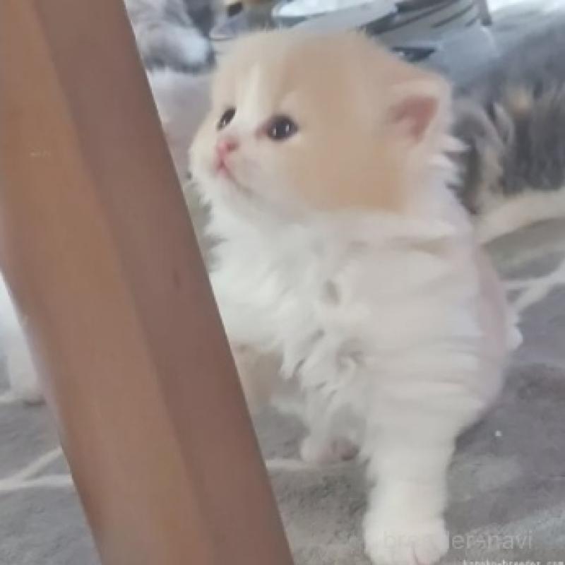 販売中の愛知県のスコティッシュフォールド-137266の3枚目