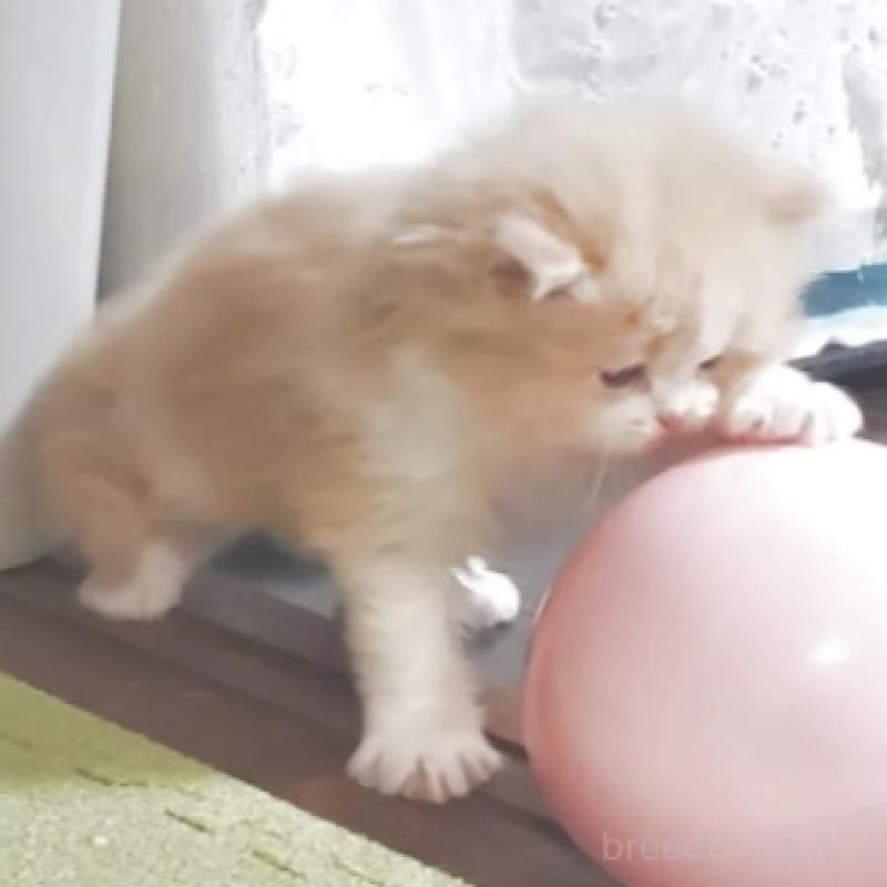 販売中の愛知県のスコティッシュフォールド-137266の2枚目