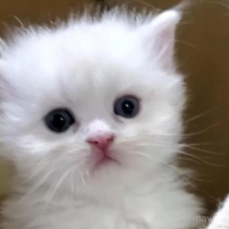 販売中の愛知県のスコティッシュフォールド-137267