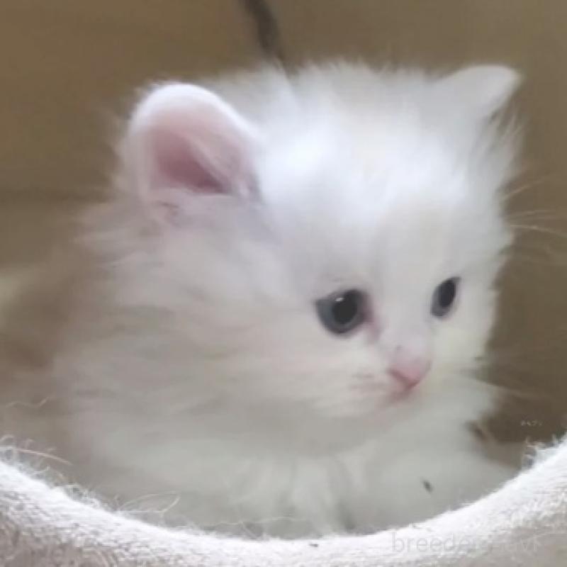 販売中の愛知県のスコティッシュフォールド-137267の5枚目