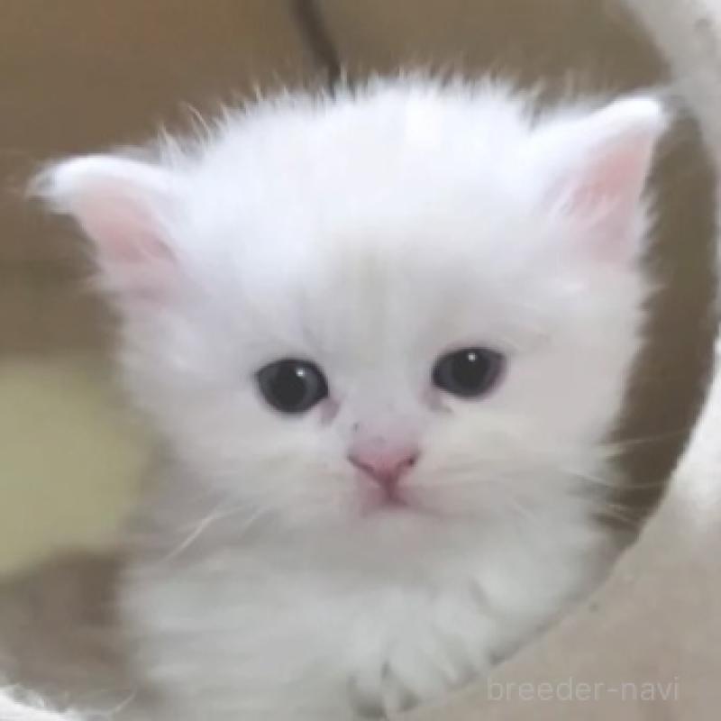 販売中の愛知県のスコティッシュフォールド-137267の3枚目