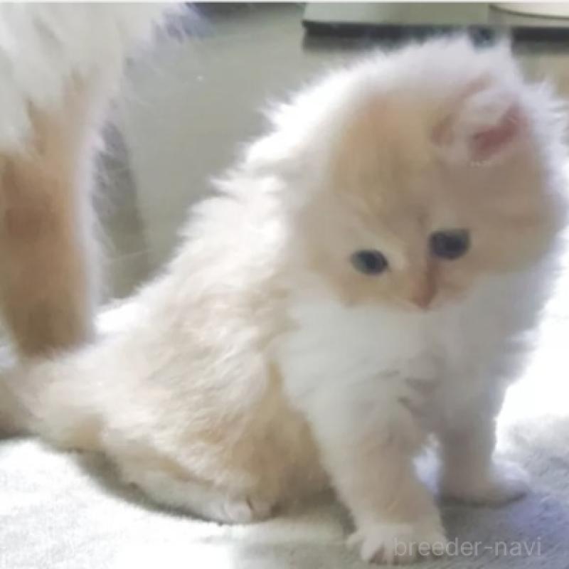 販売中の愛知県のスコティッシュフォールド-137268の5枚目