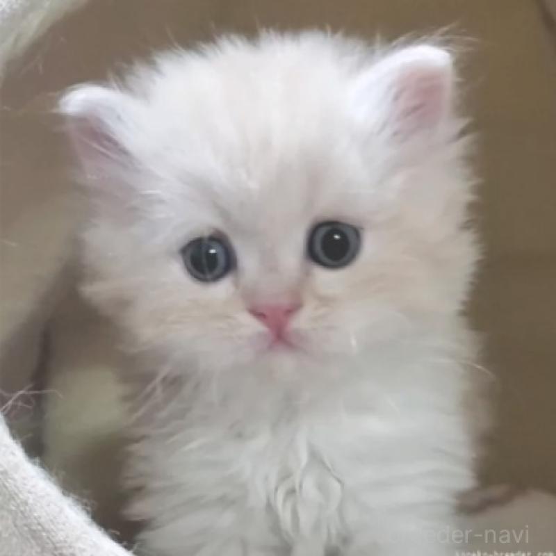 販売中の愛知県のスコティッシュフォールド-137268の4枚目