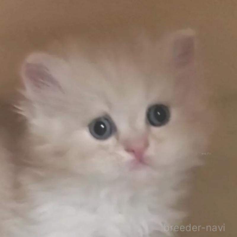 販売中の愛知県のスコティッシュフォールド-137268の3枚目