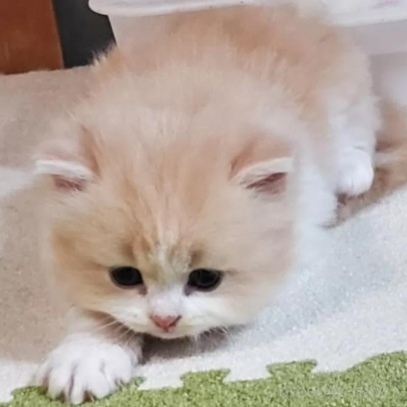 販売中の愛知県のスコティッシュフォールド-137269