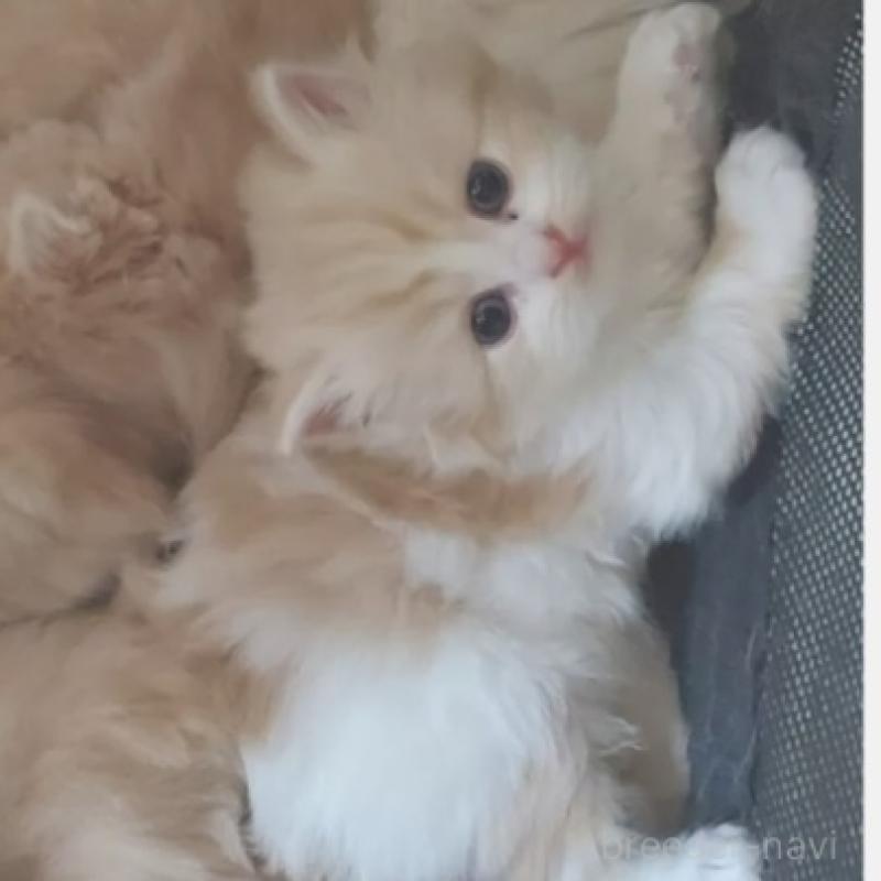 販売中の愛知県のスコティッシュフォールド-137269の5枚目