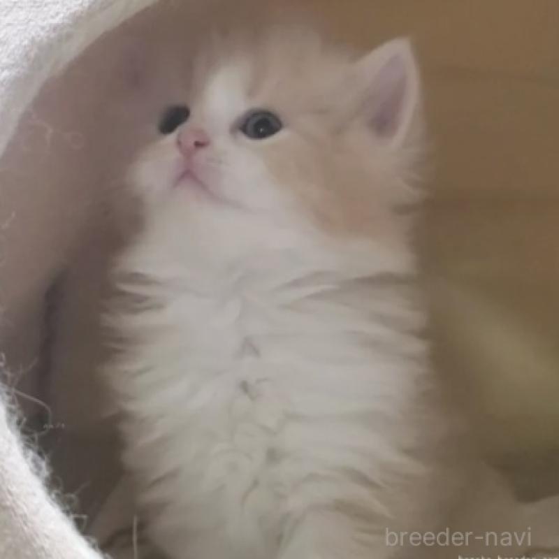 販売中の愛知県のスコティッシュフォールド-137269の4枚目