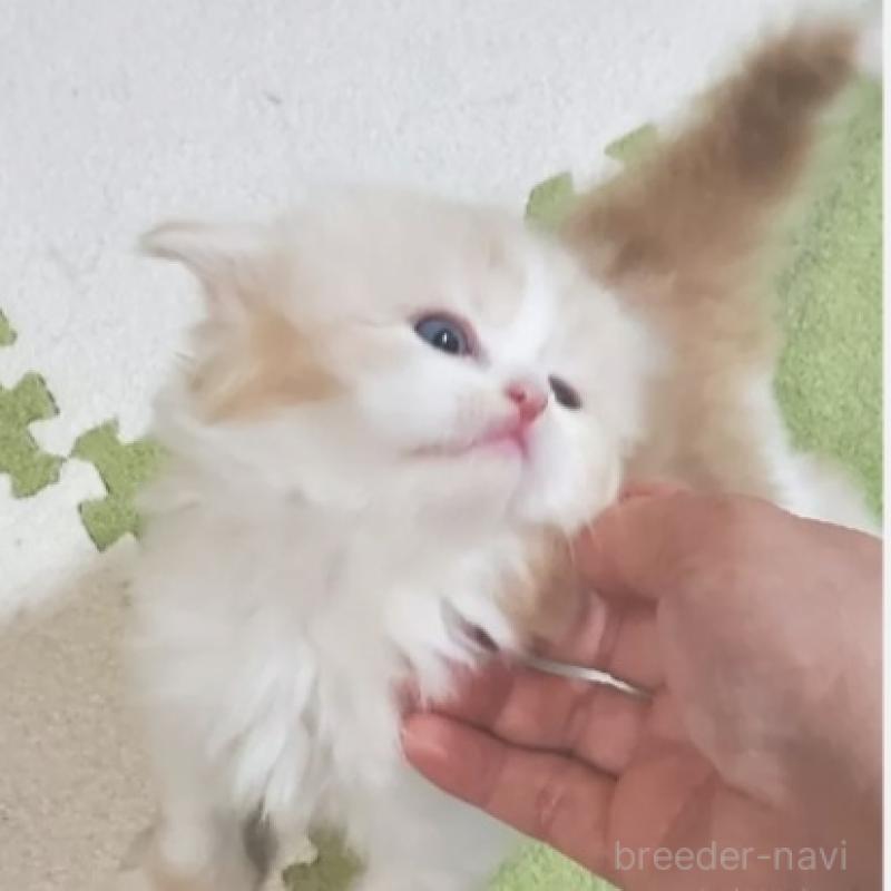 販売中の愛知県のスコティッシュフォールド-137269の3枚目