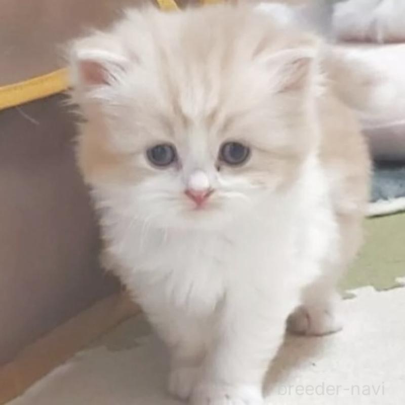 販売中の愛知県のスコティッシュフォールド-137269の2枚目