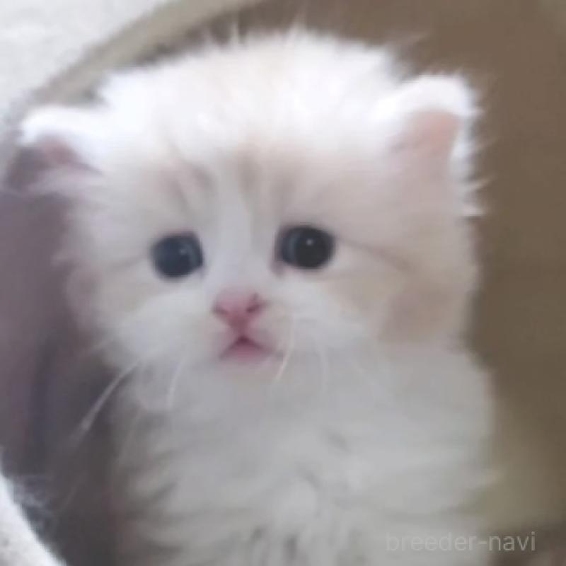 販売中の愛知県のスコティッシュフォールド-137270の5枚目