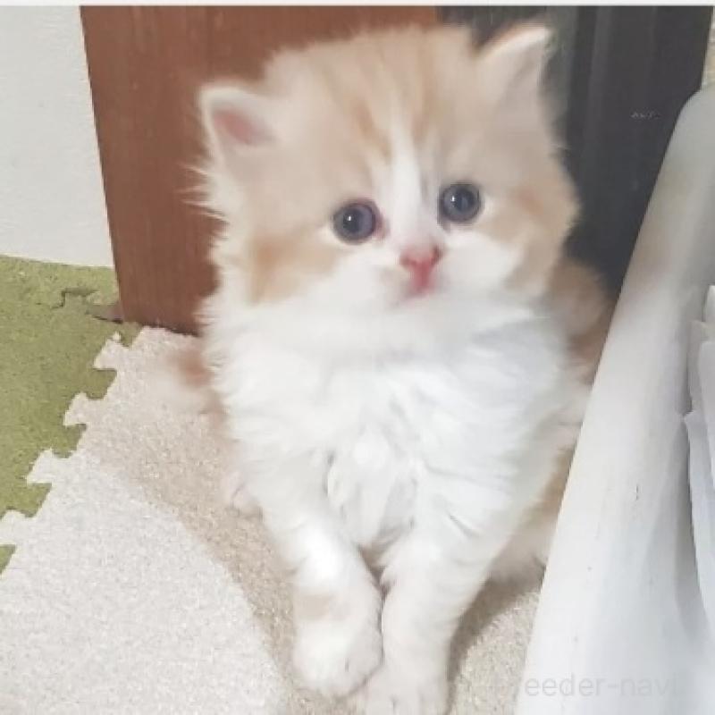 販売中の愛知県のスコティッシュフォールド-137270の4枚目