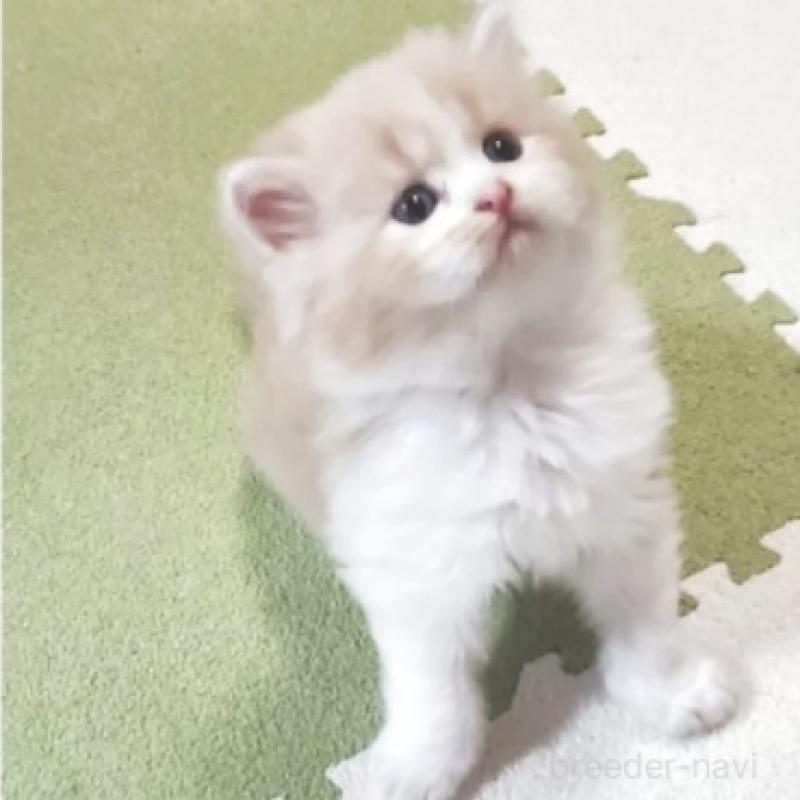 販売中の愛知県のスコティッシュフォールド-137270の3枚目