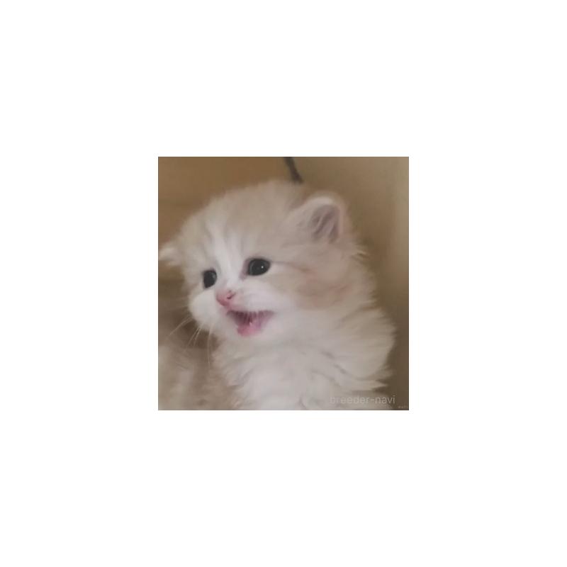 販売中の愛知県のスコティッシュフォールド-137270の2枚目