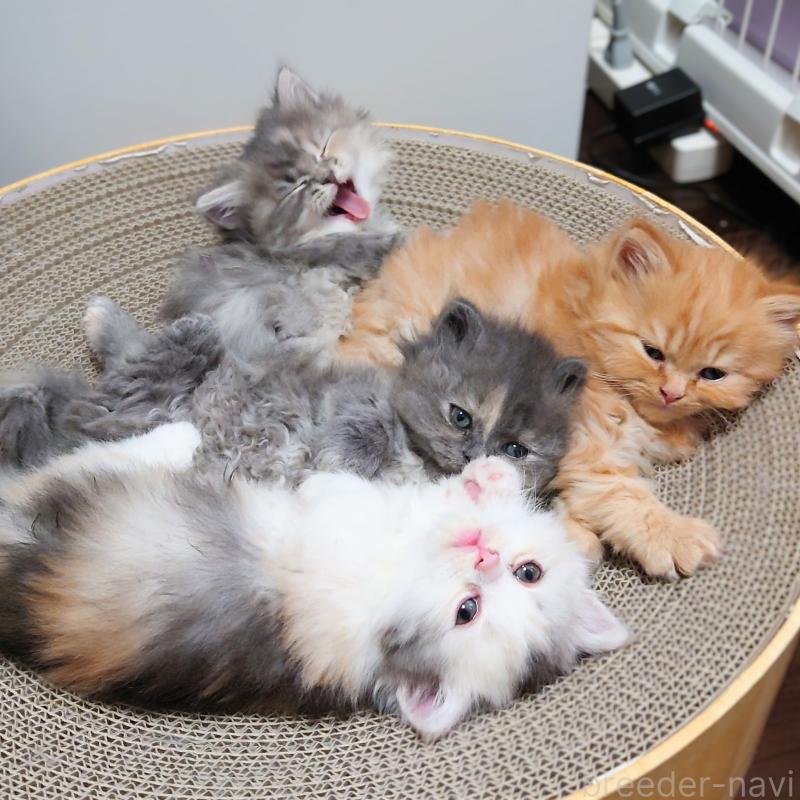 販売中の埼玉県のミヌエット-136382の14枚目